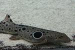 Epaulette shark