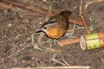 Black-capped babbler