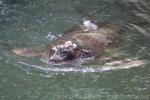 Ringed seal