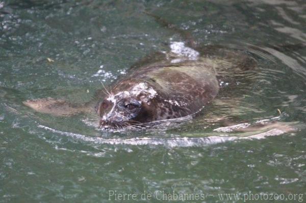 Ringed seal