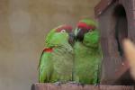 Thick-billed parrot