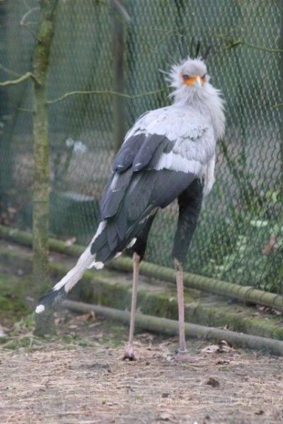 Secretarybird