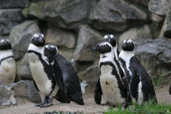 African penguin