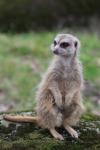 Slender-tailed meerkat