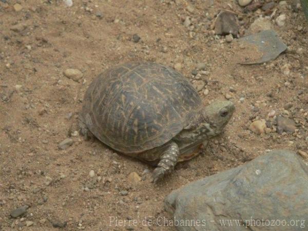 Ornate box turtle