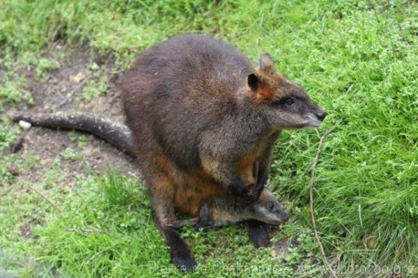 Swamp wallaby