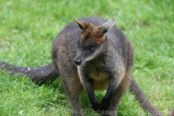 Swamp wallaby