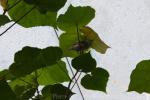 Lemon-bellied white-eye *