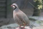 Chukar partridge *