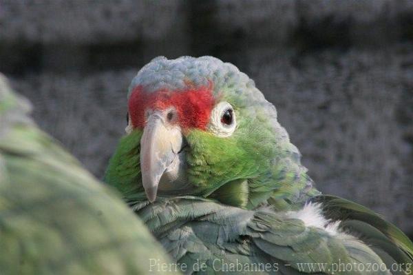 Red-lored amazon *