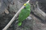 Yellow-crowned amazon *