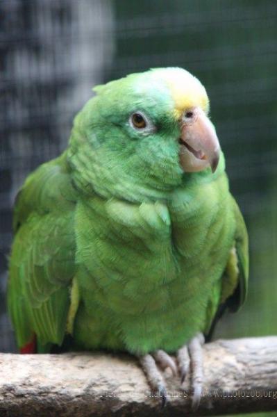 Yellow-crowned amazon *