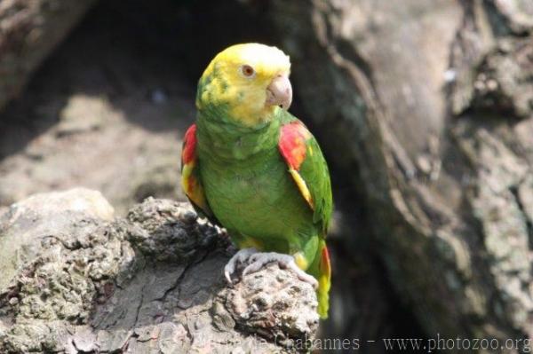 Yellow-headed amazon *