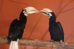 Palawan hornbill *