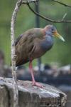 Giant wood rail *