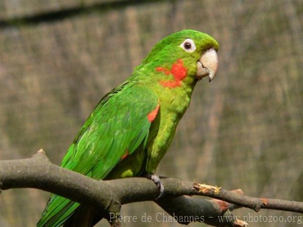 White-eyed parakeet *