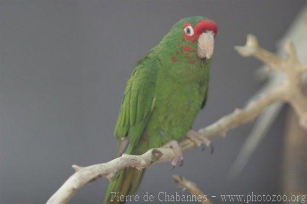 Mitred parakeet *