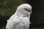 Tanimbar Cockatoo *