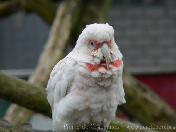 Long-billed corella *