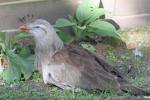 Red-legged seriema *