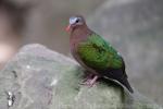 Emerald dove *