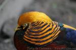 Golden pheasant *