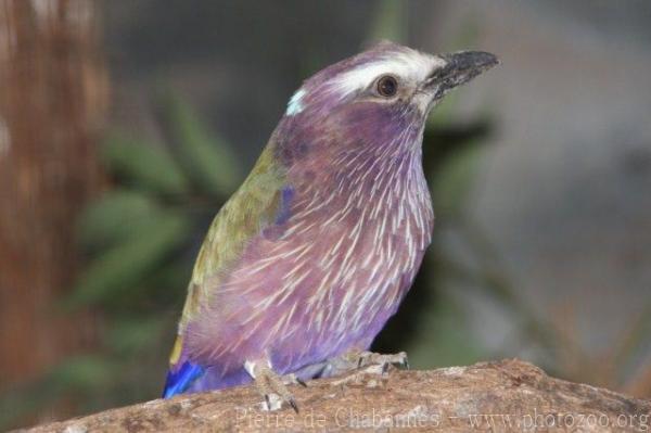 Purple roller *