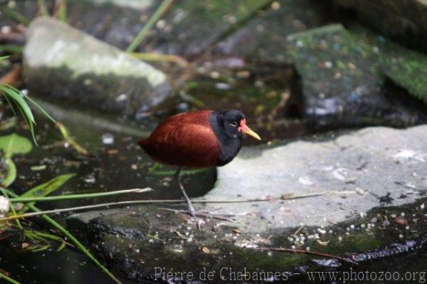 Wattled jacana *