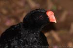 Razor-billed curassow *