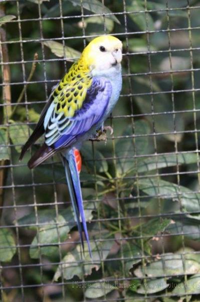 Pale-headed rosella *