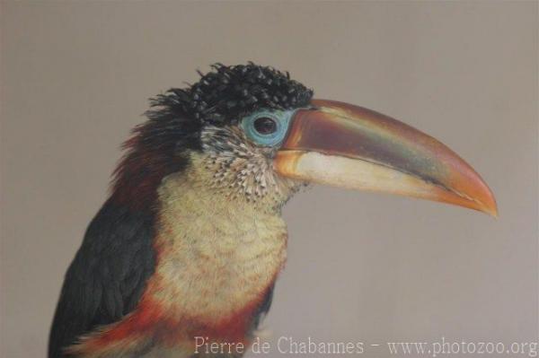 Curl-crested araçari *