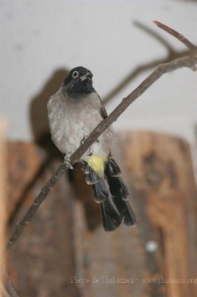 White-eyed bulbul *