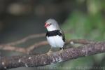 Diamond firetail *