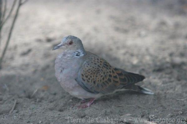 European turtle-dove *