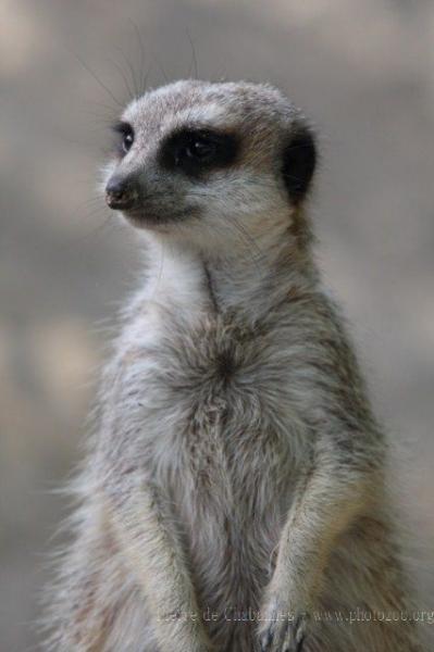 Slender-tailed meerkat *