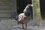 Western capercaillie *