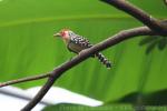 Red-and-yellow barbet *