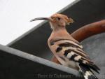 Common hoopoe *