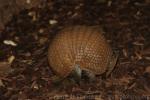 Southern three-banded armadillo