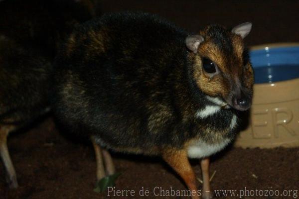 Balabac chevrotain