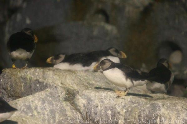 Atlantic puffin