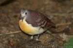 Cinnamon ground-dove