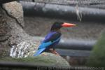 Javan kingfisher *