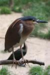 Rufous night-heron