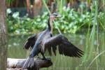 White-breasted cormorant