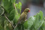 Scaly-breasted lorikeet