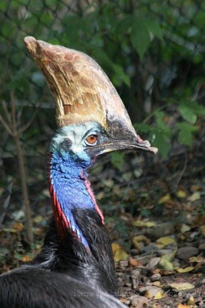 Southern cassowary