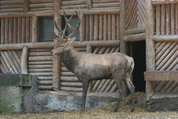 Bukhara red deer