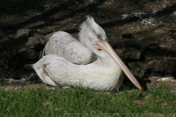 Dalmatian pelican