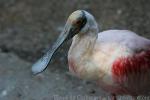 Roseate spoonbill